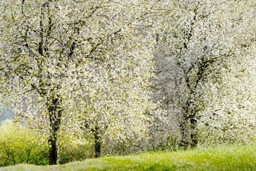 Frühlingsblüte auf der Wiese von Paul Kipping