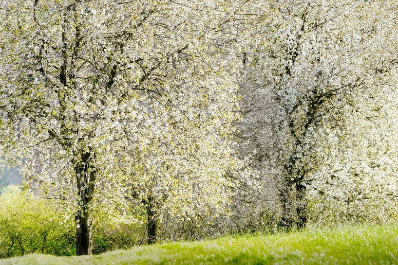Spring blossom in the meadow by Paul Kipping