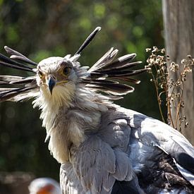 Secretarybird by Rob Legius