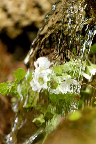Waterval en bloemen by s Zenki