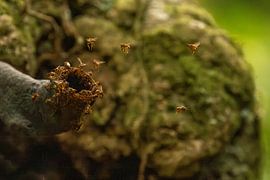 Tropisches Bienenvolk im Regenwald von Fulltime Travels