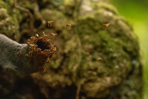 Tropisches Bienenvolk im Regenwald
