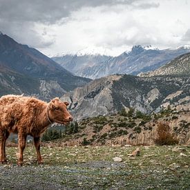 Jonge koe in het himalaya hooggebergte van Yme Raafs