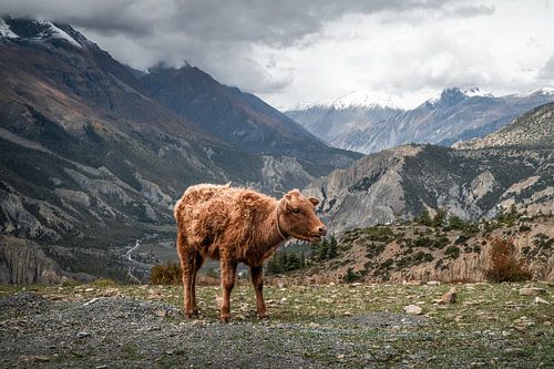Jeune vache dans les hautes montagnes de l'Himalaya