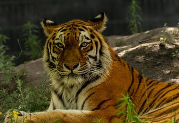 Tigre de Sibérie en gros plan sur Wouter Van der Zwan