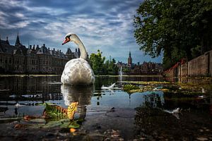 Weißer Schwan auf dem Wasser