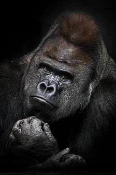 Zware overpeinzingen van een krachtige mannelijke gorilla met glanzende vacht en verfijnde blik port van Michael Semenov