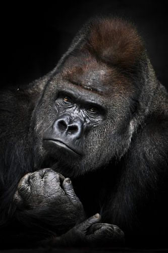 Zware overpeinzingen van een krachtige mannelijke gorilla met glanzende vacht en verfijnde blik port