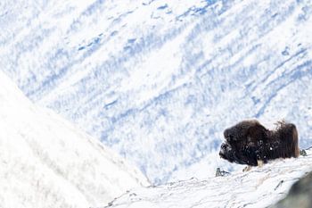 Musk ox in Winter Landscape