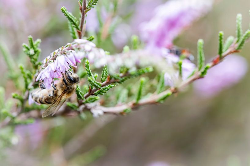 Farbenfrohe Natur - Heidekraut von Shanna van Mens Fotografie