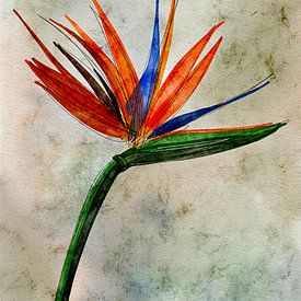 Fleur de strelitzia sur AnkieArt
