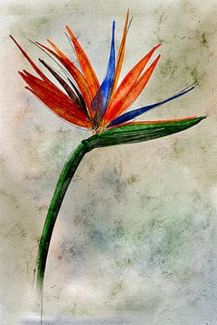 Strelitzia Bloem