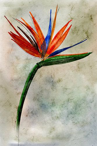 Strelitzia Bloem