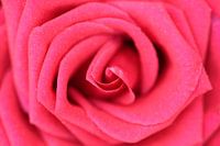 Beautiful Rose