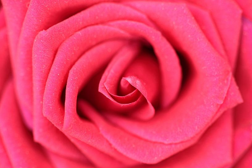 Schöne Rose von Sander Maas