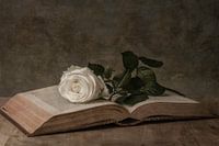 Een witte roos op een boek stilleven