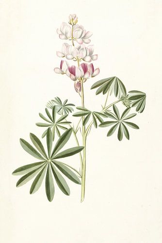 Lupin d'Alida Withoos - 1670 - 1715