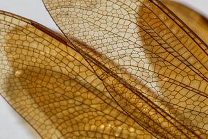 Les ailes d'une libellule 1