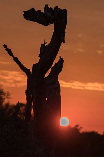 Zonsondergang Tamboti