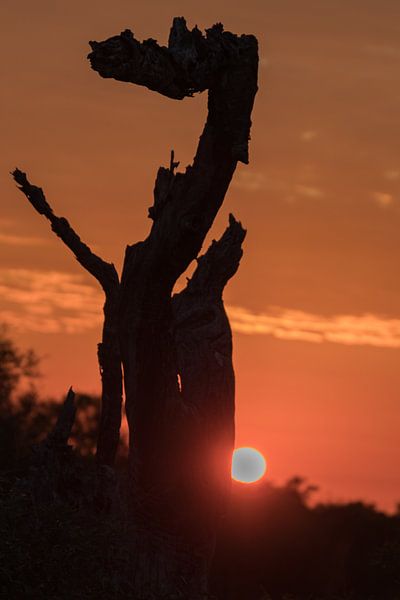 Coucher de soleil Tamboti par Marijke Arends-Meiring
