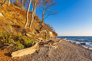 Kreidefelsen im Herbst an der Küste der Ostsee auf der Insel R von Rico Ködder