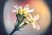 Dionaea's flowers van Alessia Peviani