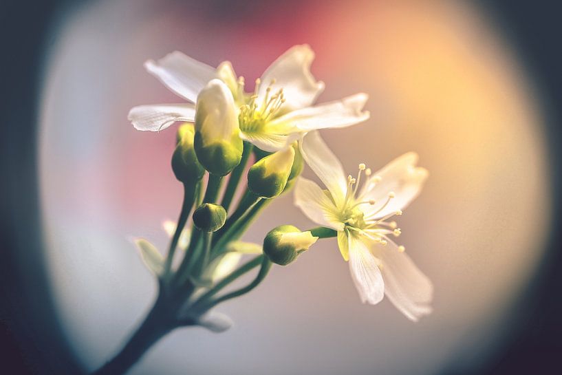 Dionaea's flowers von Alessia Peviani