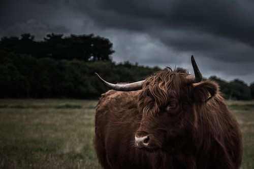 Schotse Hooglander op Texel van Jitske Cuperus-Walstra