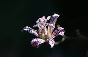 Lys crapaud japonais