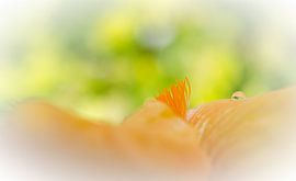 Dewdrops on iris by ahafineartimages