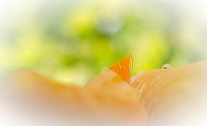 Tautropfen auf Iris Blüte