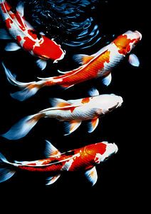 Poisson Koi dans l'eau