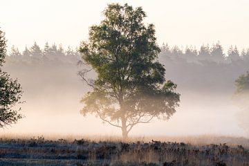 Berkenboom in de mist op de heide van CMphotos