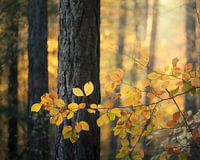 Goldener Herbst