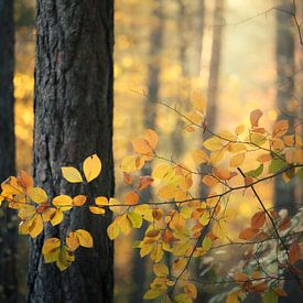 Gouden Herfst van Menno van Dijk