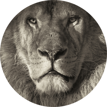 Portret van een leeuw van Ellen van Schravendijk
