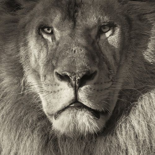 Portret van een leeuw