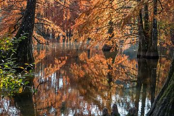 Herfstpoëzie aan de vijver van Boulieu van jean-michel deborde