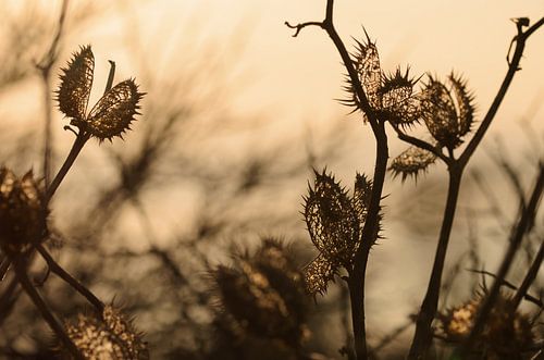 Scherenschnitte von Latifa - Natuurfotografie