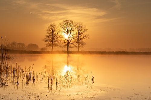 Orange sunrise between three trees reflected in the water