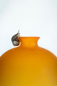 Schnecke auf orangefarbener Vase