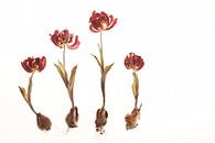 tuintje van gedroogde tulpen van Karel Ham thumbnail