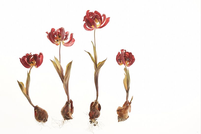 tuintje van gedroogde tulpen van Karel Ham