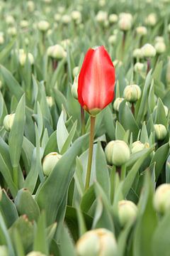 Eerste rode tulp van Carel van der Lippe