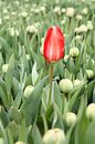 Eerste rode tulp van Carel van der Lippe thumbnail