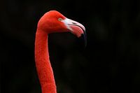Pink Flamingo