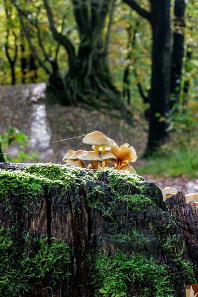 champignon par ton vogels