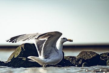 Vrijgave starten van Foto Oger