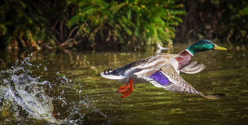 Duck in flight by Friedhelm Peters