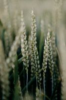 close up van het groene graan in Zuid-Limburg | kleurrijke landschapsfotografie